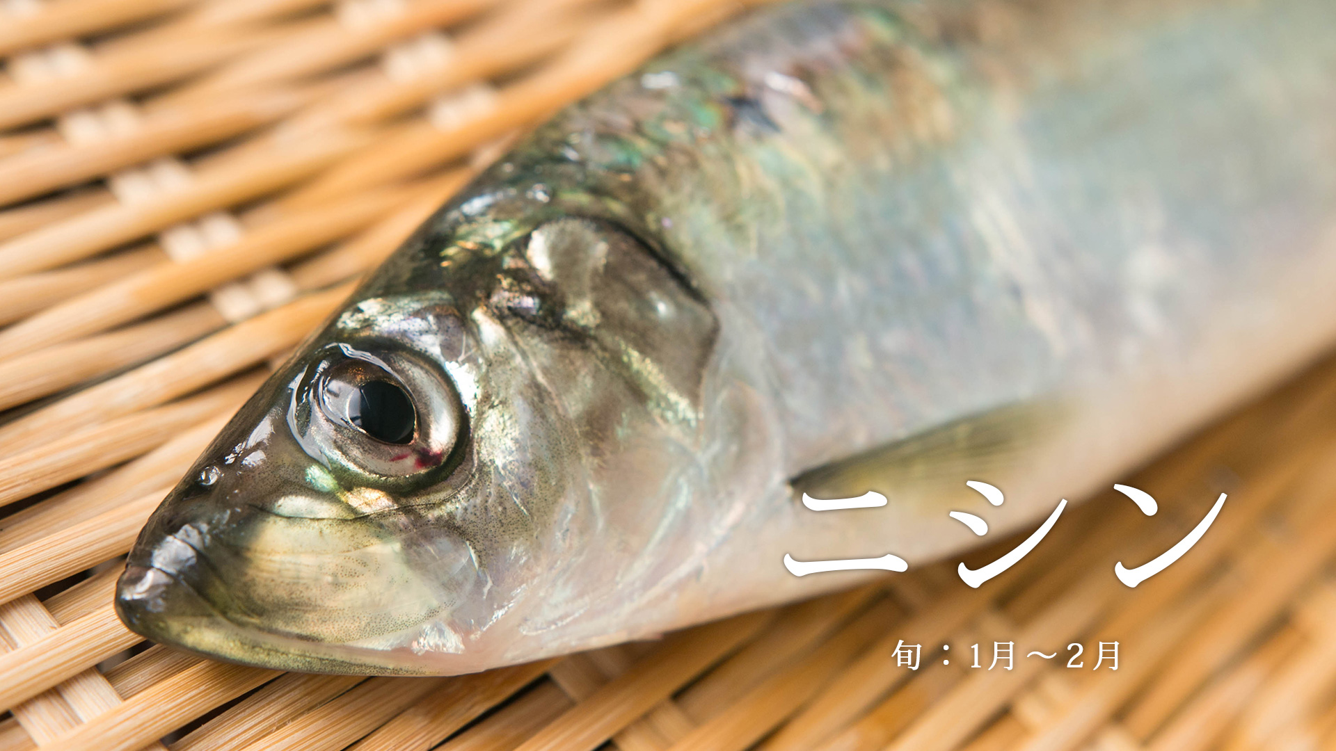 お刺身鮮度 春のニシン 函館から産地仕入れ 旬の魚 さかな通信 By Uopochi