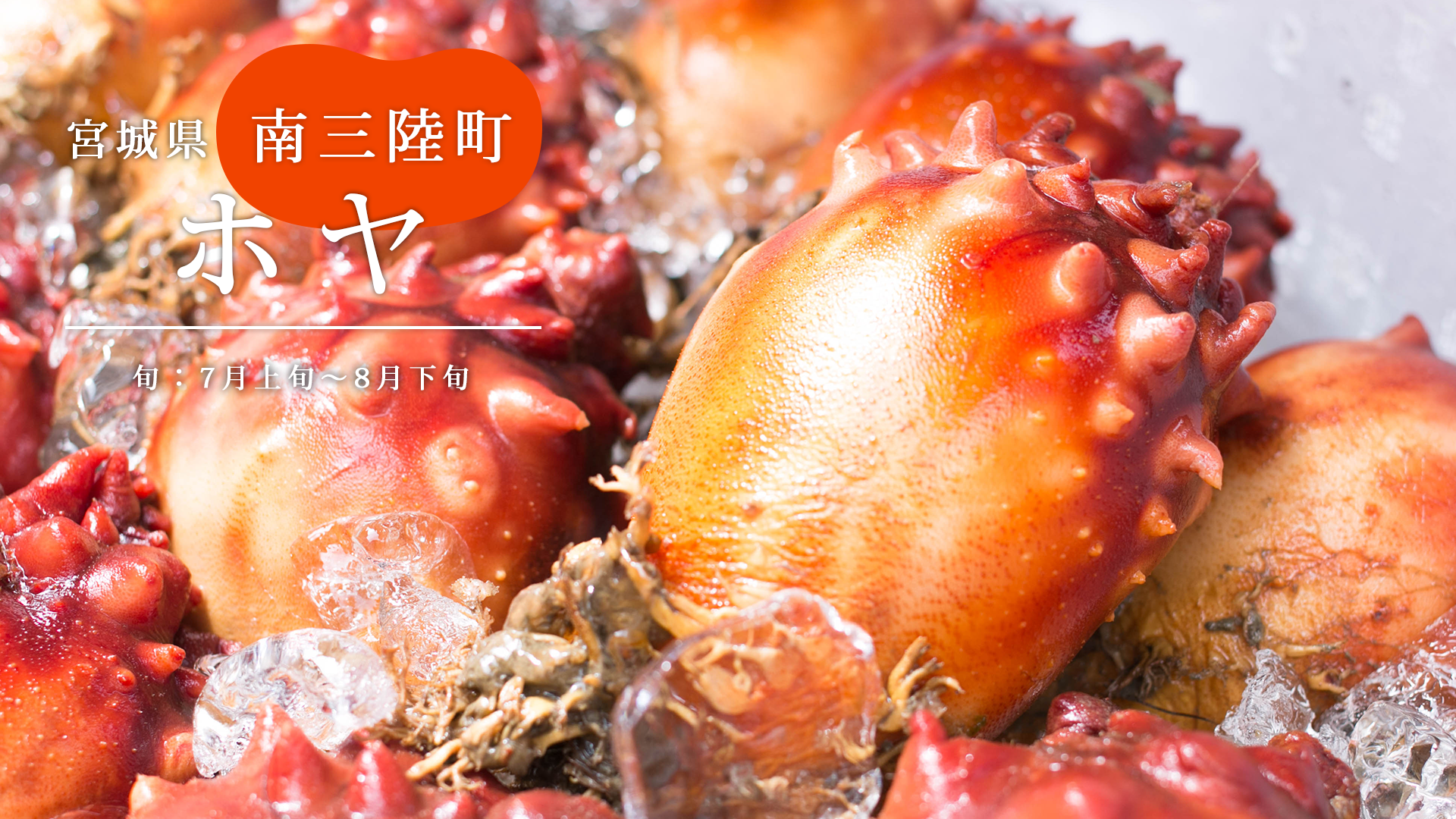 最盛期到来 肉厚な身 と 甘さ がおいしい宮城産 ホヤ 旬の魚 さかな通信 By Uopochi
