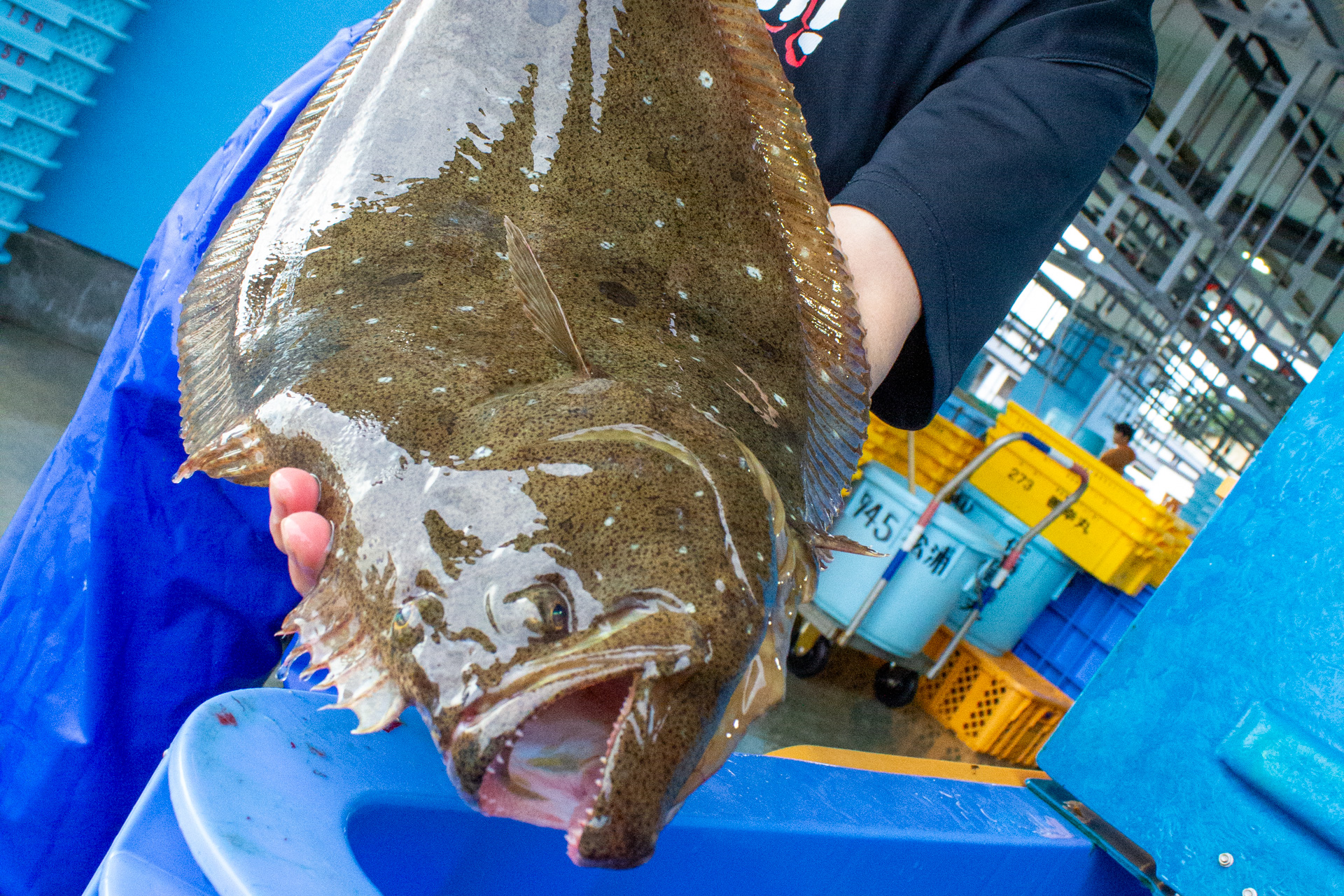 さかな通信 by UOPOCHI – 鮮魚仕入れの「魚ポチ」がお届けするさかな