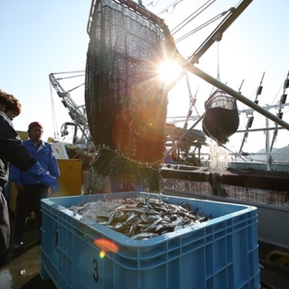 豊富な魚介類が水揚げされる女川漁港