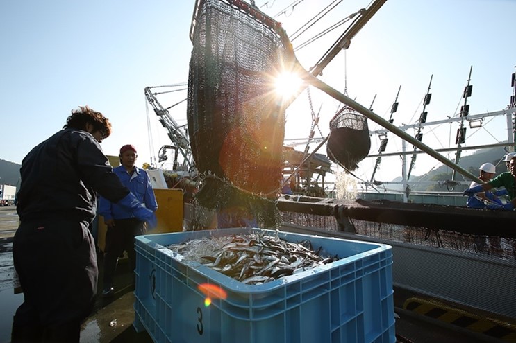 豊富な魚介類が水揚げされる女川漁港